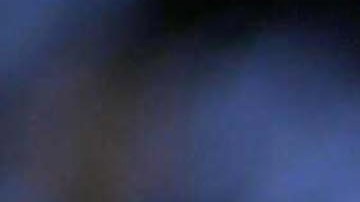 Monarch butterflies gather on an Oyamel tree January 29, 2001 at the butterfly sanctuary in Michoacan, Mexico. Photo by Susana Gonzalez/Newsmakers