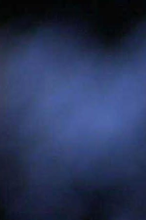 Monarch butterflies gather on an Oyamel tree January 29, 2001 at the butterfly sanctuary in Michoacan, Mexico. Photo by Susana Gonzalez/Newsmakers