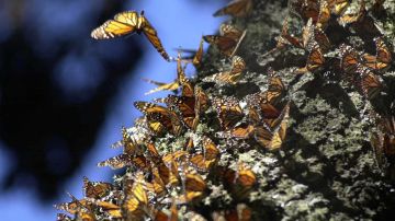 Monarch butterflies gather on an Oyamel tree January 29, 2001 at the butterfly sanctuary in Michoacan, Mexico. Photo by Susana Gonzalez/Newsmakers