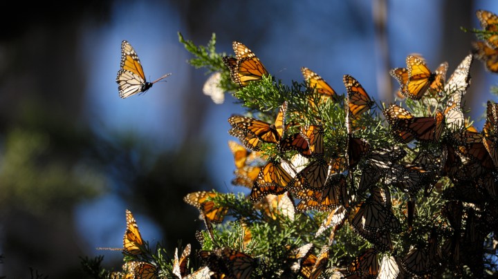 Monarch butterfly (Danaus plexippus) resting on a tree branch in their winter nesting area. Getty Images