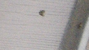 A woman wearing a face mask waits at the door of her house to receive food aid as Colombian military visit the impoverished slum at El Codito neighbourhood  handing out family food baskets during government-ordered obligatory quarantine on April 23, 2020 in Bogota, Colombia. Photo by Guillermo Legaria/Getty Images