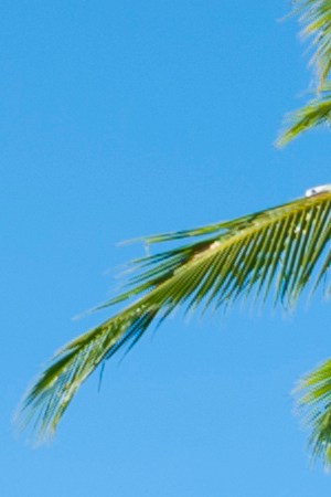Four travelers from the United States, a young man and three women, enjoying the tranquil waters at Boca del Drago in Bocas del Toro, Panama. Getty Images