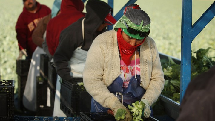 Mexican-American farm workers harvest broccoli March 12, 2009 near El Centro, California. El Centro is suffering the highest unemployment rate in the nation at 22.6 percent, nearly as high as rates during the Great Depression, with Latinos especially being hit hard. Photo by David McNew/Getty Images