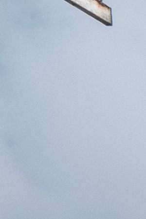 A Sea lion eats a piece of fish given to it as a woman works at the fish market in Puerto Ayora on Santa Cruz island on January 18, 2019 in Galapago Islands, Ecuador. Photo by Chris J Ratcliffe/Getty Images