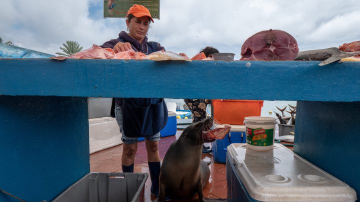 A Sea lion eats a piece of fish given to it as a woman works at the fish market in Puerto Ayora on Santa Cruz island on January 18, 2019 in Galapago Islands, Ecuador. Photo by Chris J Ratcliffe/Getty Images
