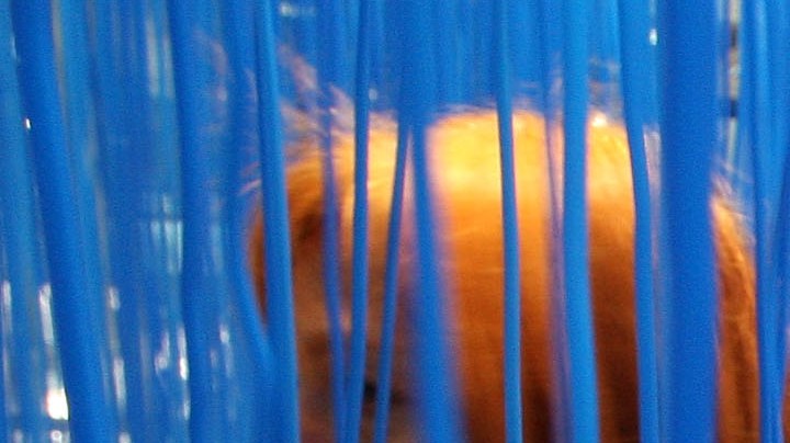 The installation 'Penetrable BBL bleu' of Jesus Rafael Soto is seen during the opening of the 39th edition of Art Basel on June 3, 2008 in Basle, Switzerland. Photo by Johannes Simon/Getty Images
