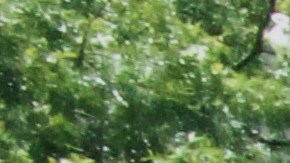 Photo by Jennifer Mota