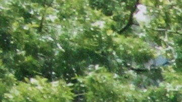 Photo by Jennifer Mota