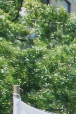 Photo by Jennifer Mota