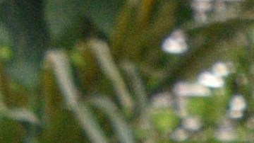 Colombian Amazon natives attend the inauguration of the Summit of Presidents for the Amazon on September 06, 2019 in Leticia, Colombia. Photo by Guillermo Legaria/Getty Images