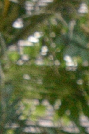 Colombian Amazon natives attend the inauguration of the Summit of Presidents for the Amazon on September 06, 2019 in Leticia, Colombia. Photo by Guillermo Legaria/Getty Images