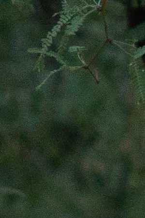 Community members and family wear shirts that read "Nana Ayudame or Nana, help me" in Spanish at a vigil for Carlos Adrián Ingram-Lopez on June 25, 2020 in Tucson, Arizona. Photo by Caitlin O'Hara/Getty Images