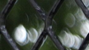 Demonstrators hold up signs against a tall fence at Lafayette Park near the White House while protesting against police brutality and the death of George Floyd, on June 2, 2020 in Washington, DC. Photo by Alex Wong/Getty Images