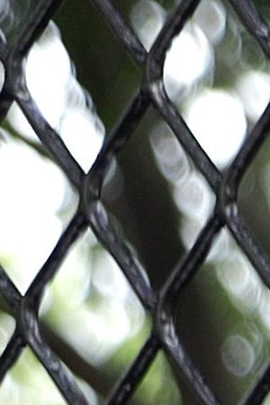 Demonstrators hold up signs against a tall fence at Lafayette Park near the White House while protesting against police brutality and the death of George Floyd, on June 2, 2020 in Washington, DC. Photo by Alex Wong/Getty Images