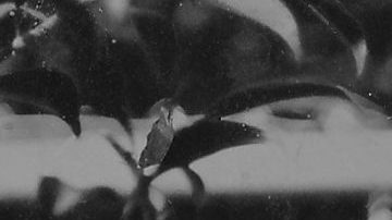 Kean in the Garden, Felicita "Felli" Maynard (@photofelli), Edition 1/1, 2019, 4.5 x 3.5 inches, Tintype. Courtesy of the curators.