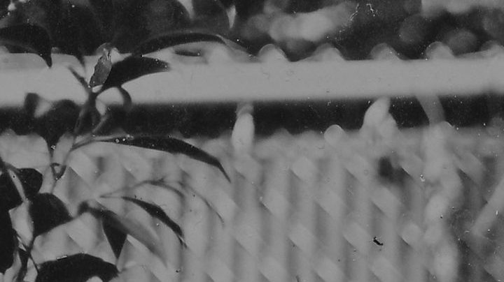 Kean in the Garden, Felicita "Felli" Maynard (@photofelli), Edition 1/1, 2019, 4.5 x 3.5 inches, Tintype. Courtesy of the curators.