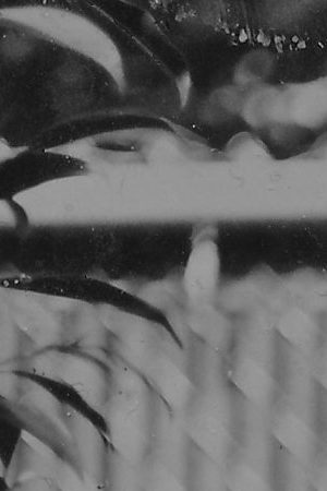 Kean in the Garden, Felicita "Felli" Maynard (@photofelli), Edition 1/1, 2019, 4.5 x 3.5 inches, Tintype. Courtesy of the curators.