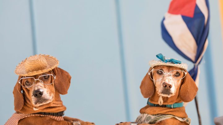 Dogs in front of the Cuban flag in Havana, Cuba. Getty Images
