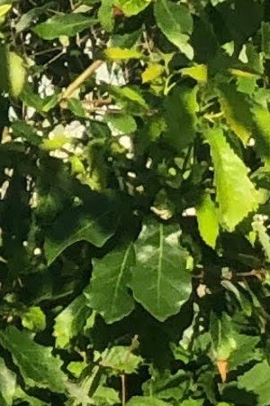 Photo courtesy of artist.