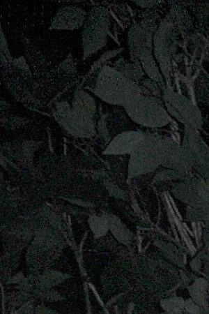 Sadie Sink, Gaten Matarazzo and Caleb McLaughlin attend Stranger Things Maze during Halloween Horror Nights 2018 at Universal Studios Hollywood on September 14, 2018 in Los Angeles, California.  Photo by Joshua Blanchard/Getty Images