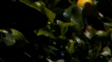 Agricultural laborers pick lemons inside the orchards of Samag Services, Inc, where they grow Avocado, Lemons and Oranges. The bottom has fallen out of the Avocado market as restaurants close during this period of the Covid-19 Coronavirus pandemic. Photo by Brent Stirton/Getty Images