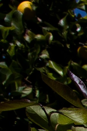 Agricultural laborers pick lemons inside the orchards of Samag Services, Inc, where they grow Avocado, Lemons and Oranges. The bottom has fallen out of the Avocado market as restaurants close during this period of the Covid-19 Coronavirus pandemic. Photo by Brent Stirton/Getty Images