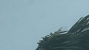 Live footage of us and/or Trees bend in the tropical storm wind along North Fort Lauderdale Beach Boulevard as Hurricane Irma hits the southern part of the state September 10, 2017 in Fort Lauderdale, Florida. Photo by Chip Somodevilla/Getty Images