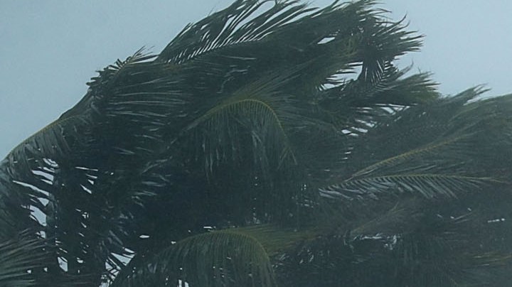 Live footage of us and/or Trees bend in the tropical storm wind along North Fort Lauderdale Beach Boulevard as Hurricane Irma hits the southern part of the state September 10, 2017 in Fort Lauderdale, Florida. Photo by Chip Somodevilla/Getty Images
