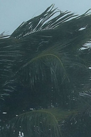 Live footage of us and/or Trees bend in the tropical storm wind along North Fort Lauderdale Beach Boulevard as Hurricane Irma hits the southern part of the state September 10, 2017 in Fort Lauderdale, Florida. Photo by Chip Somodevilla/Getty Images