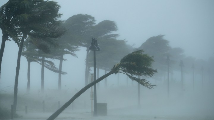 Live footage of us and/or Trees bend in the tropical storm wind along North Fort Lauderdale Beach Boulevard as Hurricane Irma hits the southern part of the state September 10, 2017 in Fort Lauderdale, Florida. Photo by Chip Somodevilla/Getty Images