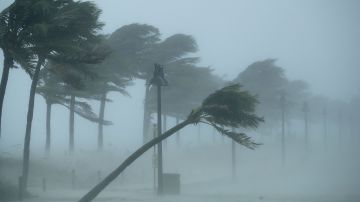 Live footage of us and/or Trees bend in the tropical storm wind along North Fort Lauderdale Beach Boulevard as Hurricane Irma hits the southern part of the state September 10, 2017 in Fort Lauderdale, Florida. Photo by Chip Somodevilla/Getty Images