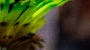Members of Unidos de Vila Isabel samba school perform during the second night of 2020 Rio's Carnival Parades at the Sapucai Sambadrome on February 24, 2020 in Rio de Janeiro, Brazil. Photo by Buda Mendes/Getty Images
