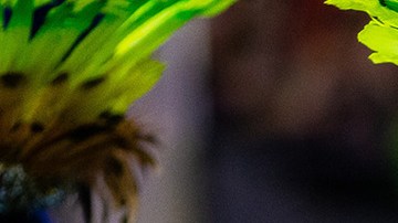 Members of Unidos de Vila Isabel samba school perform during the second night of 2020 Rio's Carnival Parades at the Sapucai Sambadrome on February 24, 2020 in Rio de Janeiro, Brazil. Photo by Buda Mendes/Getty Images