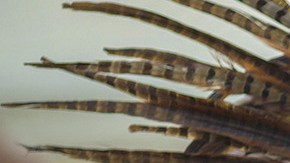 A student of Anahuacalmecac International University Preparatory of North America school for indigenous students holds incense during an event celebrating Indigenous Peoples Day in the Hollywood area on October 8, 2017 of Los Angeles, California. Photo by David McNew/Getty Images.