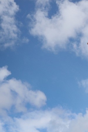 Marco Incer stands on the roof of his car as he shows support for Democratic presidential nominee Joe Biden during a Worker Caravan for Biden event on October 18, 2020 in Doral, Florida. Photo by Joe Raedle/Getty Images