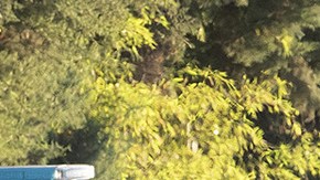 The flower car leads the hearse carrying the body of Argentine football legend Diego Maradona as it enters Jardin Bellavista cemetery to be buried during a private ceremony on November 26, 2020 in Bellavista, Buenos Aires, Argentina. Photo by Fotonoticias/Getty Images