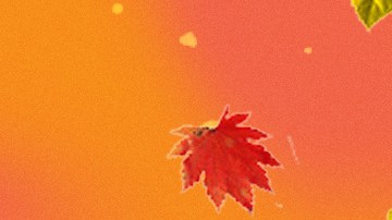 thanksgiving tiktoks collage