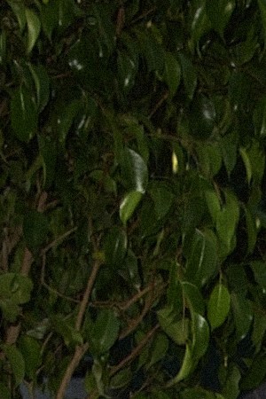 Photo by SGranitz/WireImage