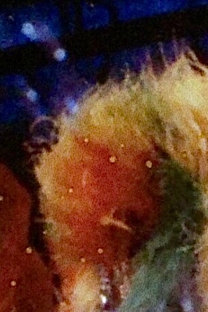 Olga Breeskin. Photo by Antonio Caballero, ca. 1978. Courtesy of Ficheraz