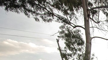 A paramedic of the Mexican Red Cross closes the doors of an ambulance to transport a person with possible COVID-19 during the answer to an emergency call on June 19, 2020 in Mexico City, Mexico. Photo by Hector Vivas/Getty Images