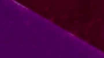 Morales. Photo by Annie Noelker. Courtesy of the artist