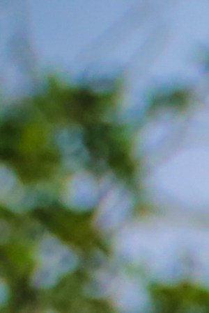 Photo by Mikey Cordero. Courtesy of the artist