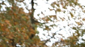 Rep. Alexandria Ocasio-Cortez (D-NY) places a box of food on a cart during a food distribution event on October 27, 2020 in New York City. (Photo by Michael M. Santiago/Getty Images)
