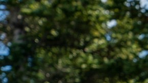 header-demian-bichir