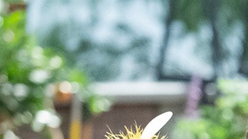 header-michelle-obama