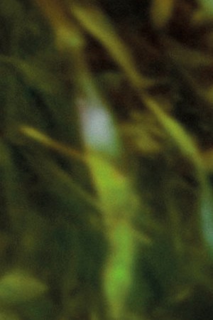 Courtesy of the artist