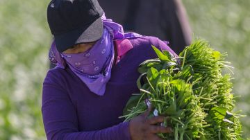 Immigrant farm workers harvest spinach field as US President Donald Trump takes steps to drastically increase deportations on February 24, 2017 near Coachella, California. / AFP / DAVID MCNEW Photo credit should read DAVID MCNEW/AFP via Getty Images.