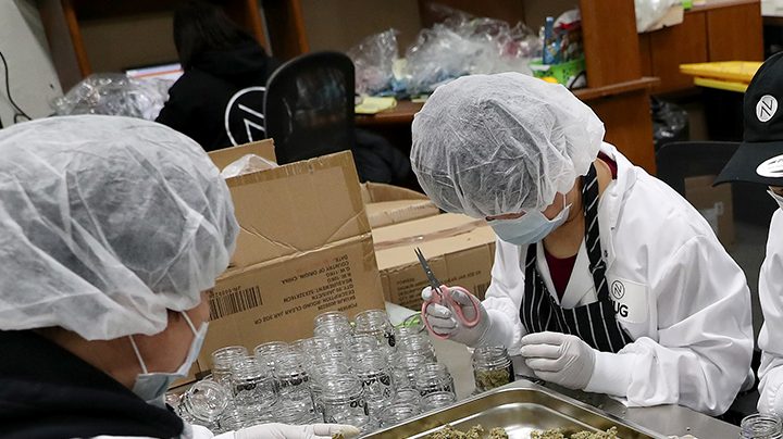 Employees trim green buds at the NUG cannabis company headquarters in Oakland, Calif., on Thursday, Jan. 23, 2020. John Oram is the CEO of NUG. Jane Tyska/Digital First Media/East Bay Times via Getty Images