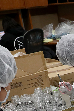 Employees trim green buds at the NUG cannabis company headquarters in Oakland, Calif., on Thursday, Jan. 23, 2020. John Oram is the CEO of NUG. Jane Tyska/Digital First Media/East Bay Times via Getty Images