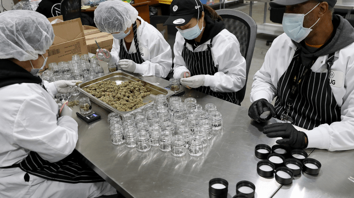 Employees trim green buds at the NUG cannabis company headquarters in Oakland, Calif., on Thursday, Jan. 23, 2020. John Oram is the CEO of NUG. Jane Tyska/Digital First Media/East Bay Times via Getty Images